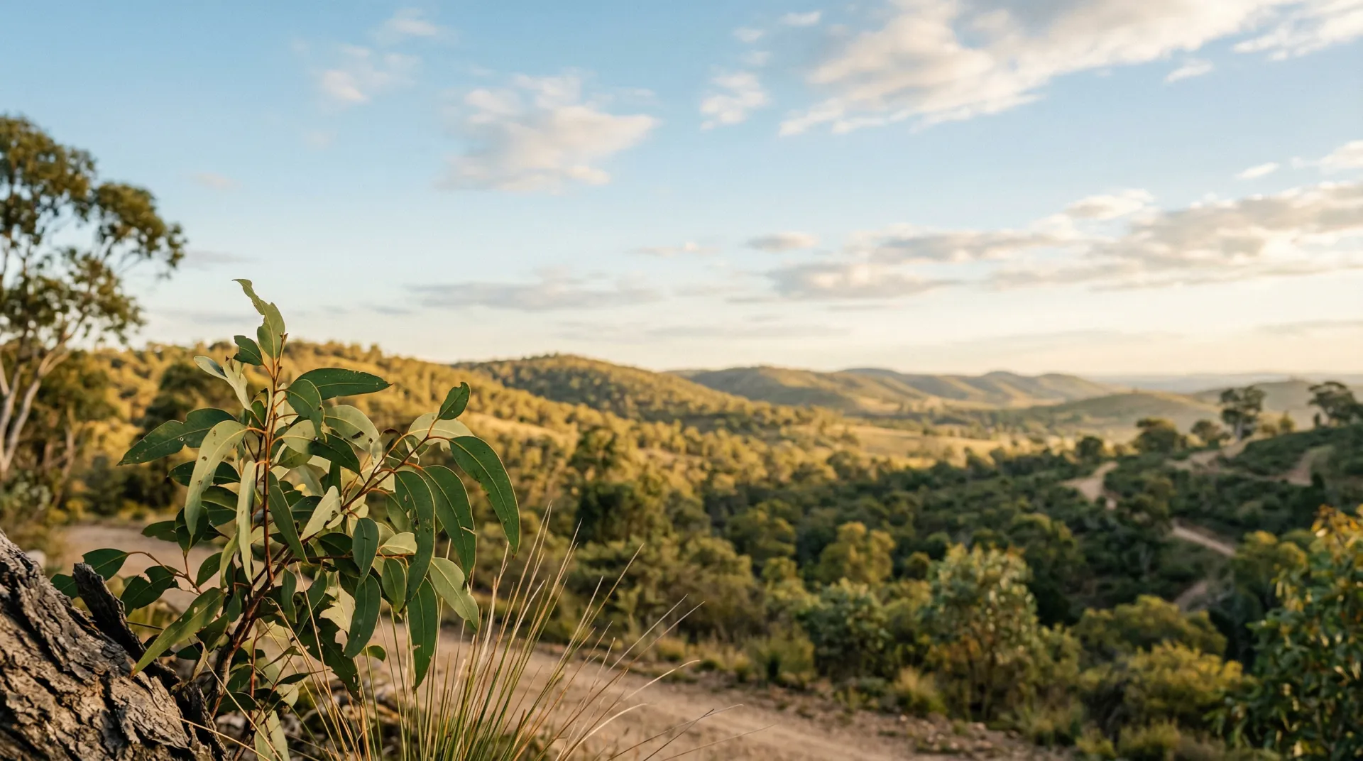 Abstract serene Australian landscape background